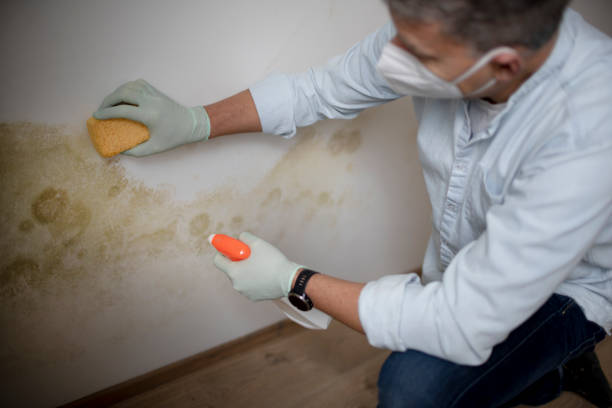 Office Mold Removal Services in Reinholds, PA